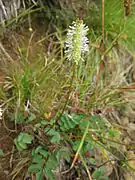 花は緑色を帯びた白色。