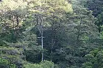 三ノ公川トガサワラ原始林。