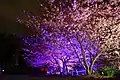 佐野原神社の桜ライトアップ
