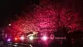 佐野原神社の桜ライトアップ