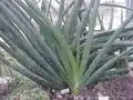 Sansevieria ehrenbergii