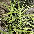 S. arborescens茎が立つ種