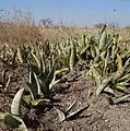 ヒロハチトセラン