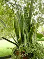 サンセベリアと寄せ植えされている「プミラ」