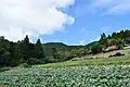 川奥のキャベツ畑