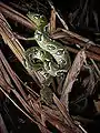 サンジニアボアS. madagascariensis