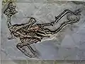 サペオルニス