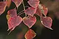 紅葉した葉