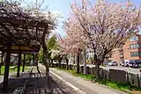 北27条公園通り