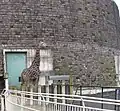 マサイキリン（2017年8月まで飼育）