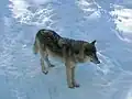 シンリンオオカミ