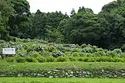 あじさい園