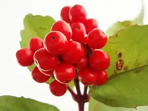 センリョウ(センリョウ科)の核果