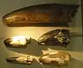 最初に発見された歯の化石