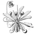 Sarracenia psittacina