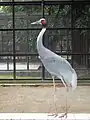 オオヅル