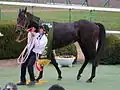 第109回優勝馬サトノクラウン