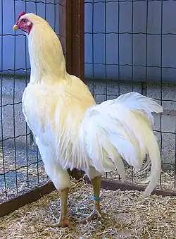 薩摩鶏