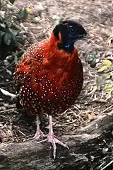 ヒオドシジュケイ