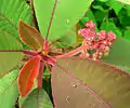 Saurauia madrensis