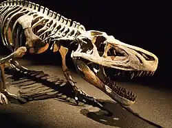 Saurosuchus galilei