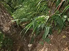 まだ蕾状態のコウシュウヒゴタイ。8月下旬。