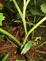 花時に根出葉が生存しない。茎に波状の翼がある。