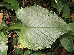 下部の茎葉は革質で鈍い光沢があり、葉柄の上部に翼がある。