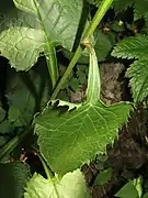 茎の下部の葉に広い葉柄がある。