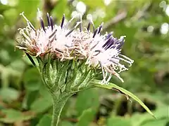 イワテヒゴタイ