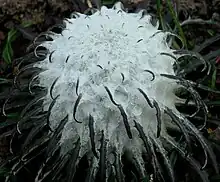 ワタゲトウヒレンセーター植物の例