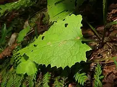 葉の表面。茎の下部につく葉は草質、葉身は卵形から三角状卵形で、縁に粗い鋸歯がある。葉身の先端は尾状に伸び、基部は心形になる。葉身の側面はバイオリン状に湾入しない。