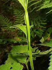 葉柄は茎に下がって、上部で翼がつく。翼が目立たない個体もあるという。