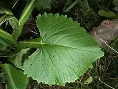 下部の葉に広い翼がある。