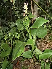 茎に翼がある。