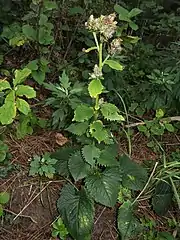 花時にも根出葉が生存する。葉は厚い革質で光沢がある。