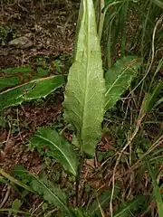 葉の裏面。