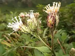 頭花は散房状につき、花柄は短い。