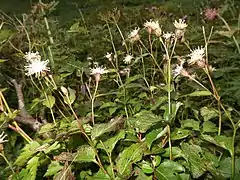 岩手山の亜高山から高山帯の草地に生育する。
