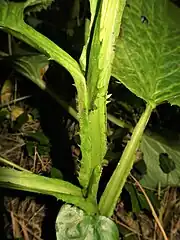 茎に幅広い翼があり、翼には粗い鋸歯がある。