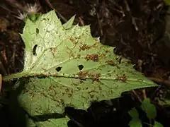 葉の裏面。