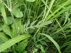 茎に翼は無く、短毛がまばらに生える。茎の中部以上につく葉は互生し、葉身は披針形になり、上部にいくにしたがって小さくなる。