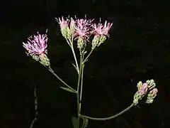 頭花は散房状につき、総苞は筒形でくも毛があり、総苞片は7-8列ある。基本種と変わらない。