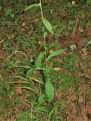 茎の下部につく葉は羽状に分裂しないで、狭卵形になる。