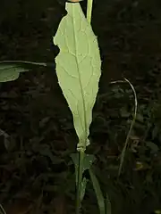 葉の裏面。