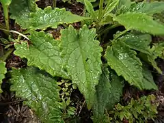 根出葉。高山帯の風衝草原のもの。