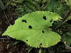 葉。茎に明瞭な翼がある。