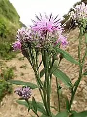 頭花は長さ5-30mmの柄で散房状に密につく。総苞片の先端に付属体がつく。