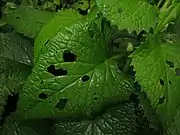 茎下部の葉。質は革質、葉柄に翼がある。