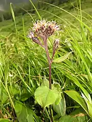 頭花の柄は長さ1-4cmになり、はっきりとわかる。